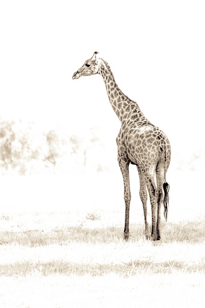 AFrica giraffe Splash copy - Patricia Solano