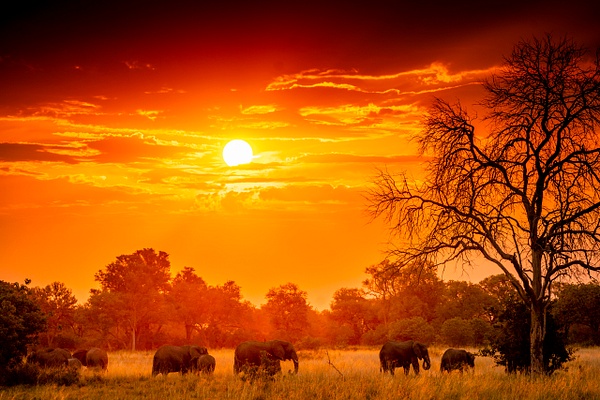 Elephant sunset - Patricia Solano
