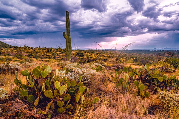 Clouds over Saguaro National Park - Patricia Solano