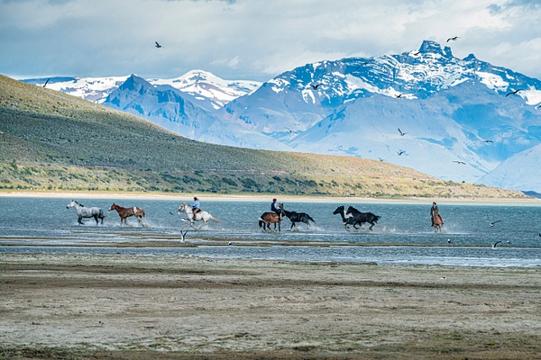 Patagonia Horses - Patricia Solano