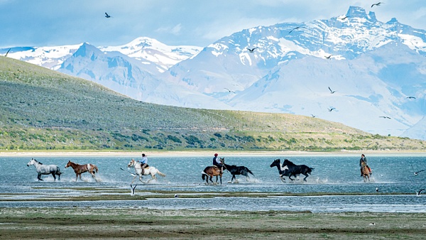 Patagonia Horses - Patricia Solano