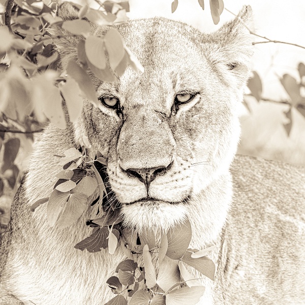 Lioness in the Bush - Patricia Solano