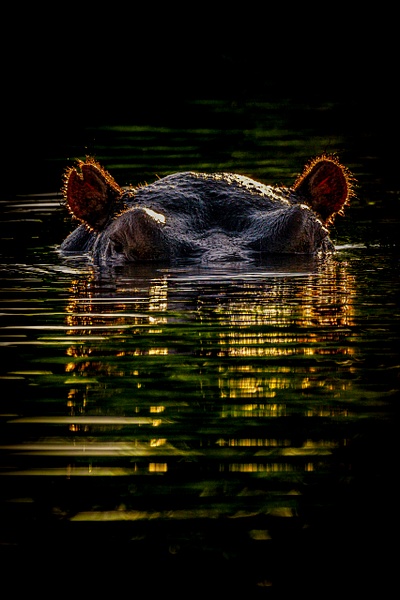 Chobe River Hippo - Patricia Solano