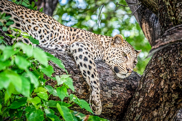 Leopard in Tree - Patricia Solano