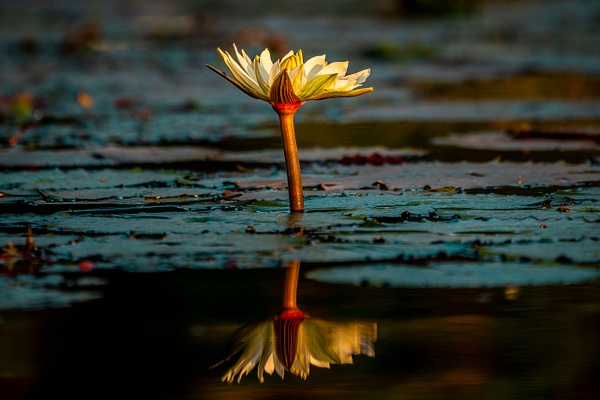 Water Lily on the Chobe River - Patricia Solano
