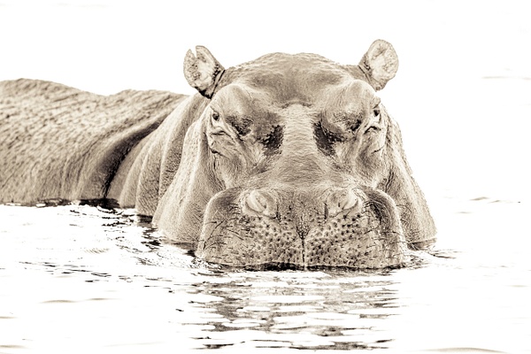 Hippo on the Chobe River - Patricia Solano