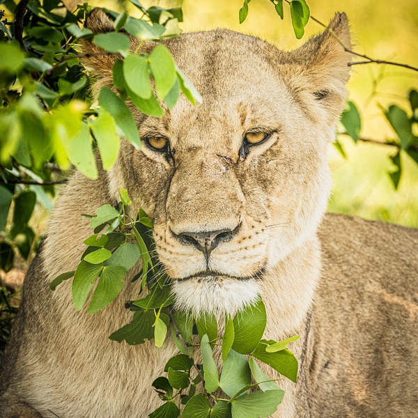 Lioness in the Bush - Patricia Solano