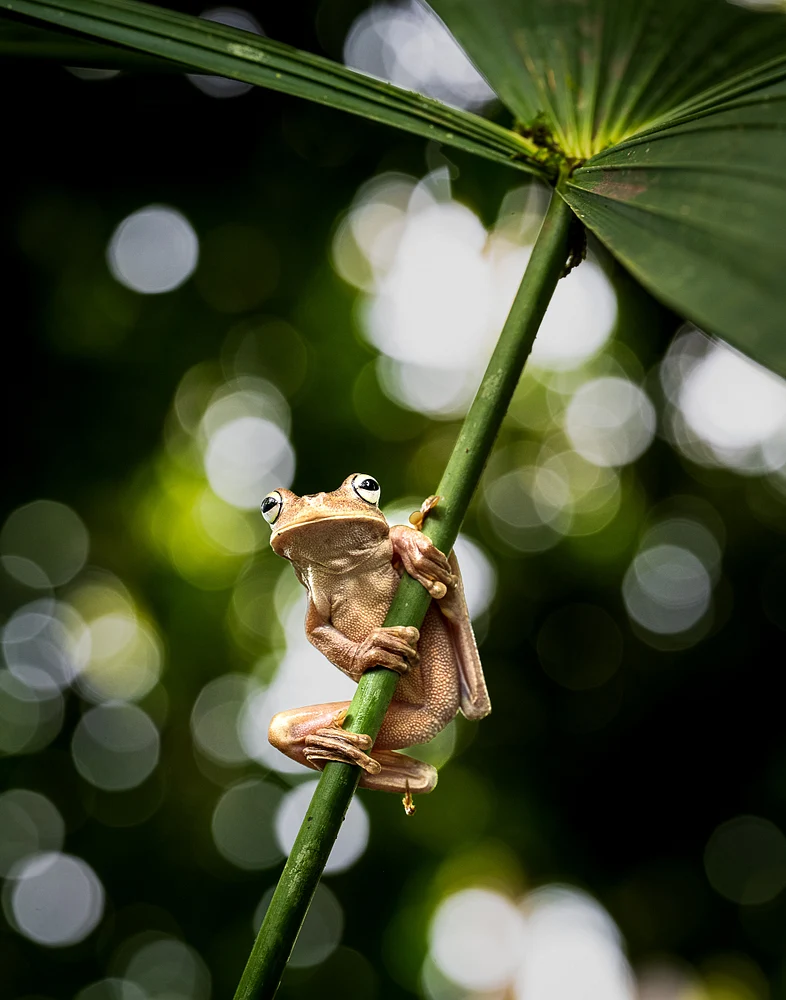 2024 Tree Frog-1