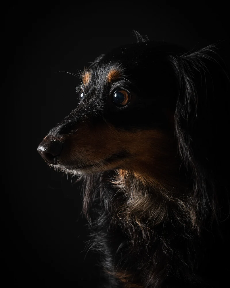 Pets-5