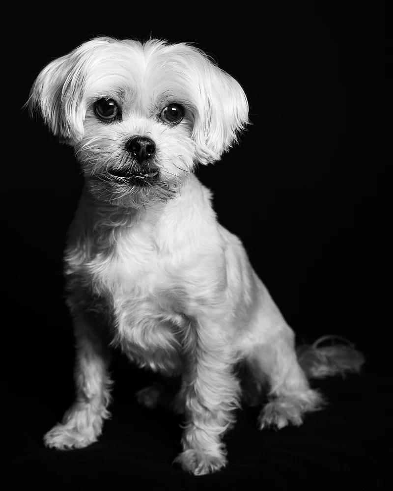 Pets-19