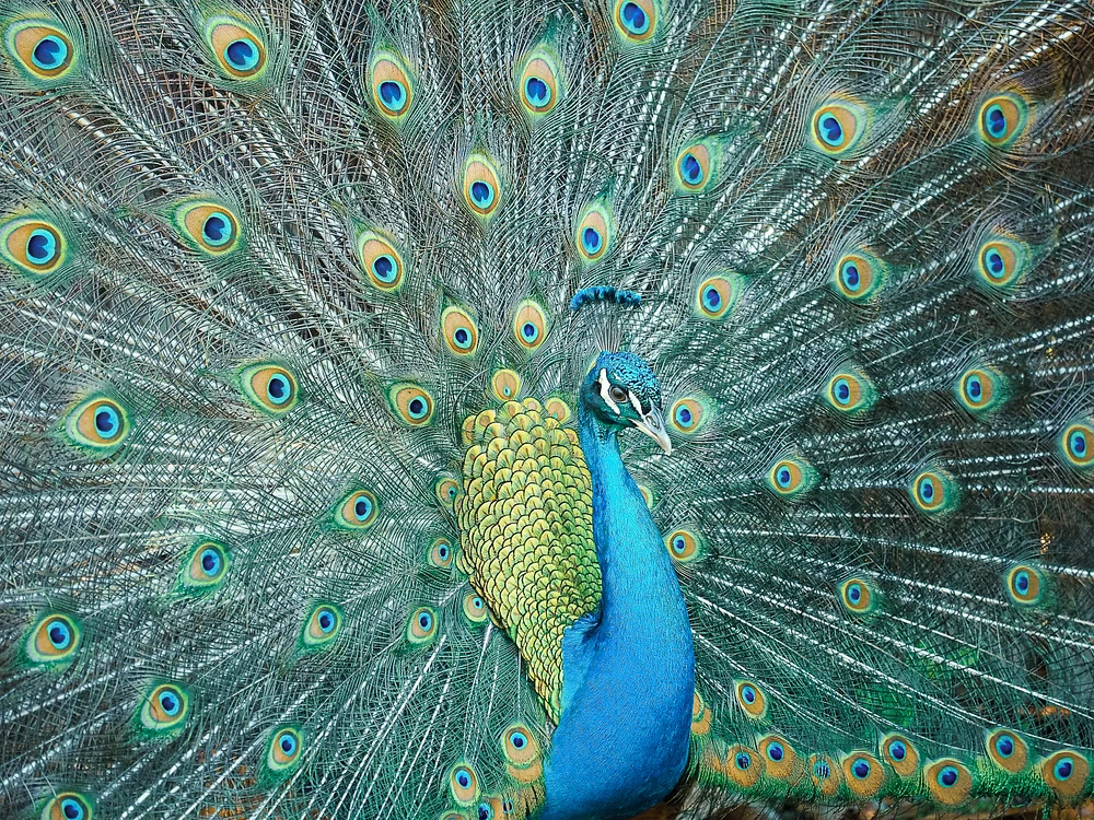 bird-2