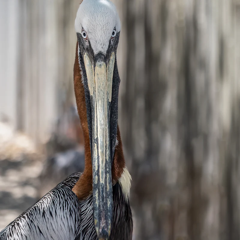Bruce Himelman Photography