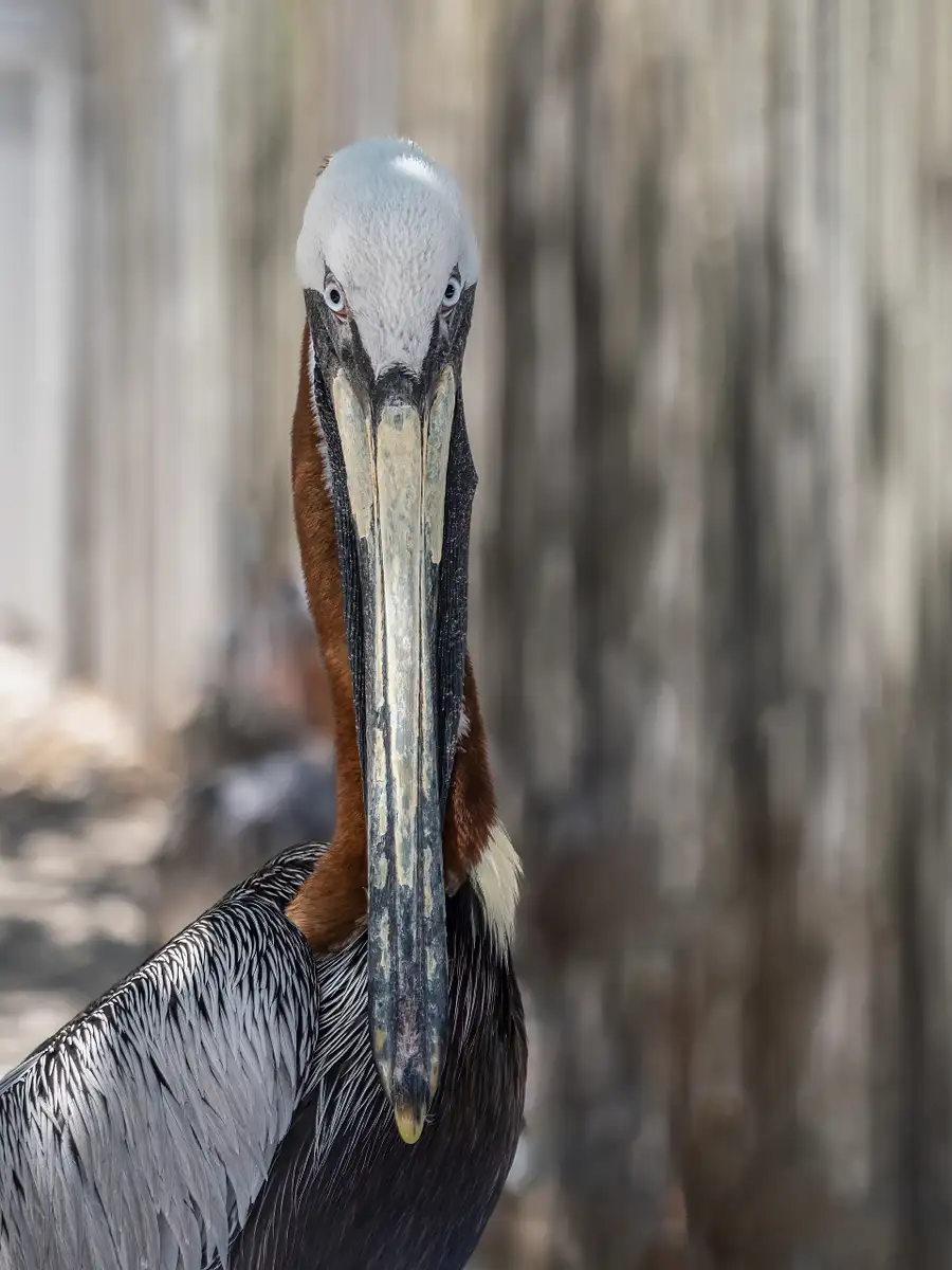 Bruce Himelman Photography