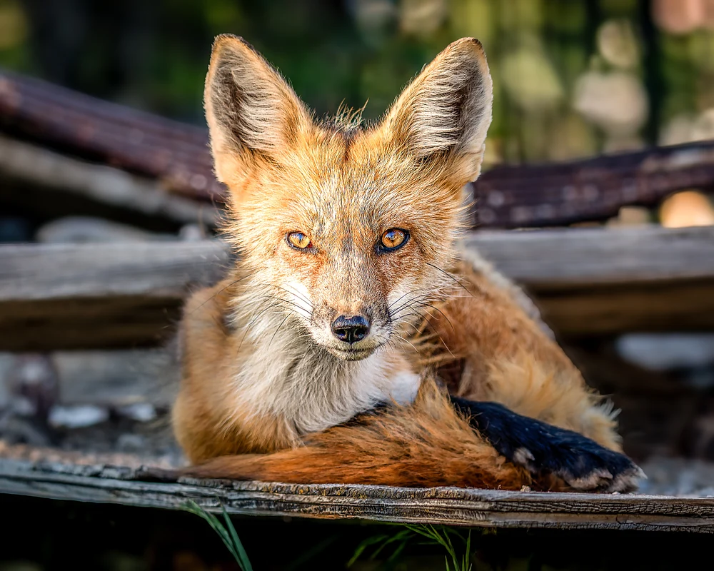 Foxy Mama