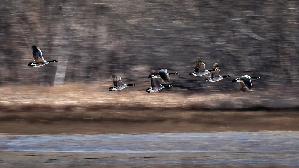 2025_12_16_Motion Panning_0013-TPhotoEdit-