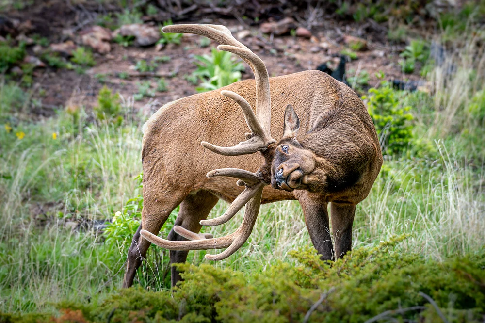 2019_06_23_Rocky Mountain National Park_0024-Enhanced-NR