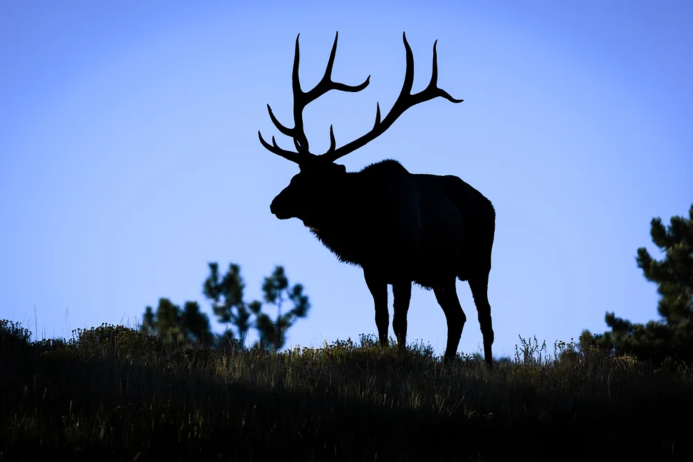 2025_09_25_Elk_0134