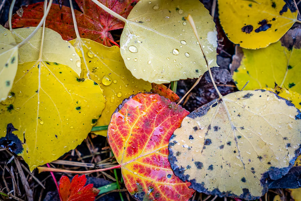 2017_10_01_Fall 2107_0139-Edit