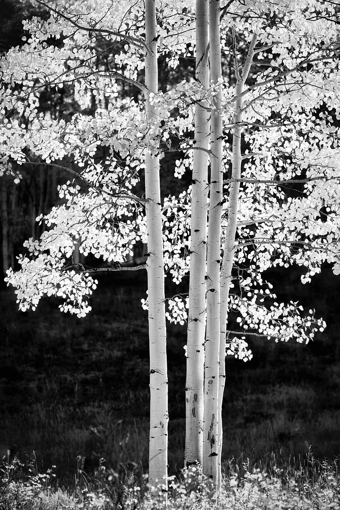 2022_10_05_Colorado 2022 Autumn Ridgeway Telluride Ouray_0063-B&WEdit