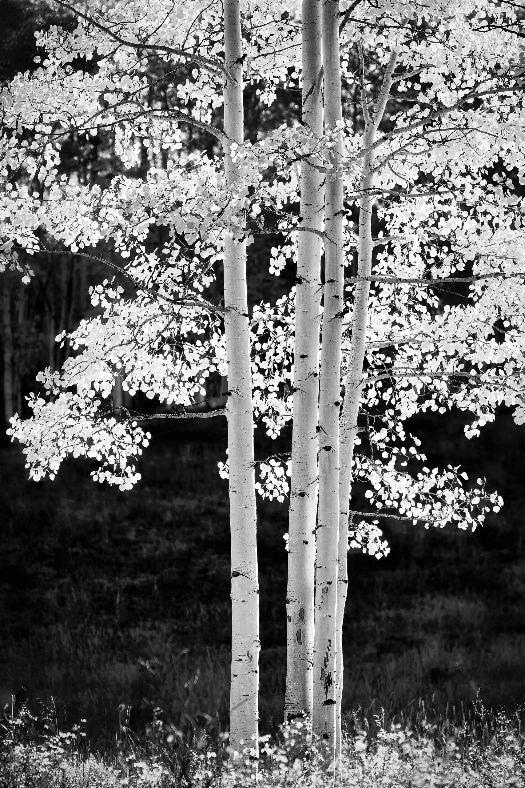 2022_10_05_Colorado 2022 Autumn Ridgeway Telluride Ouray_0063-B&WEdit