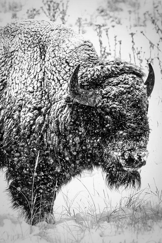 2020_02_07_RMANWR Bison_0006-Edit