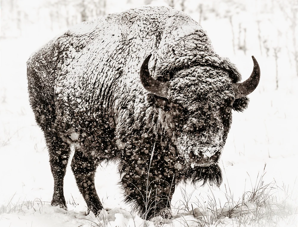 2020_02_07_RMANWR Bison_0002-LAIEdit--TPAIEdit