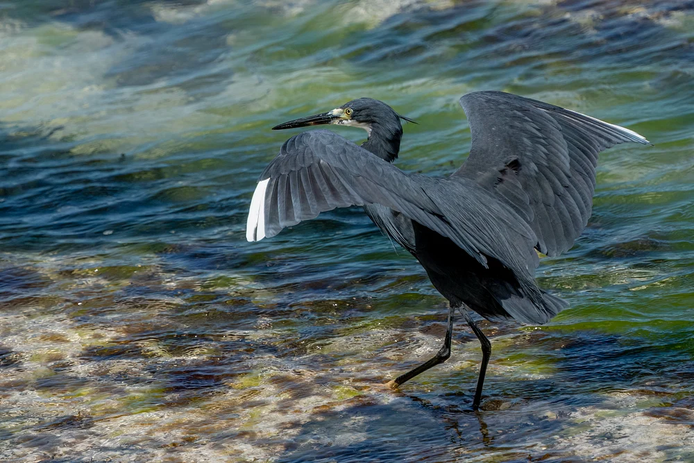 Black Heron, Zanzibar