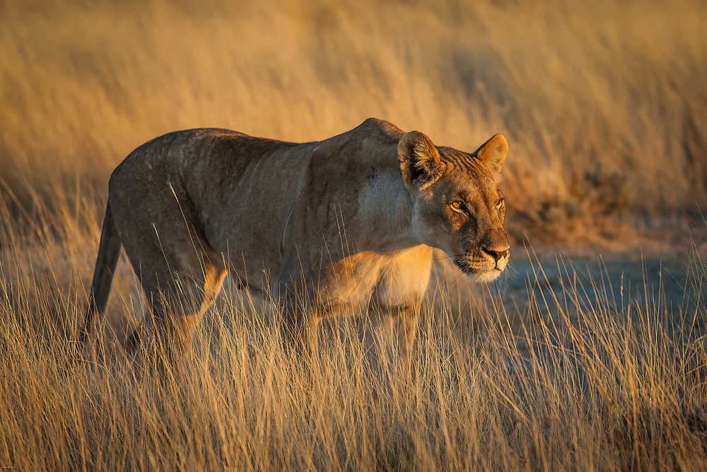 Lioness in Golden Grasslands
