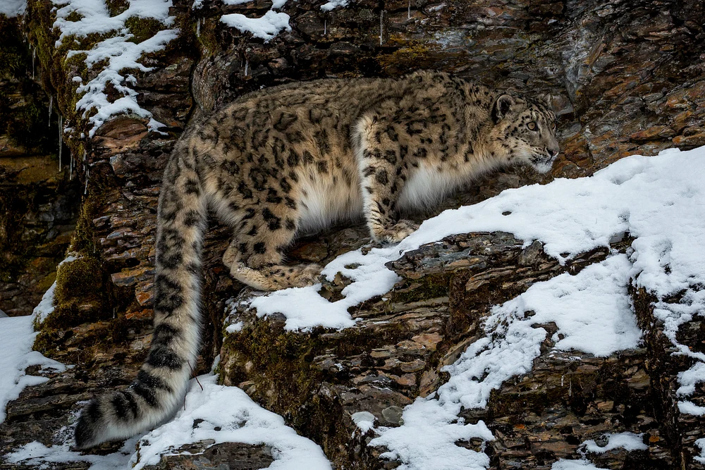 Snow Leopard