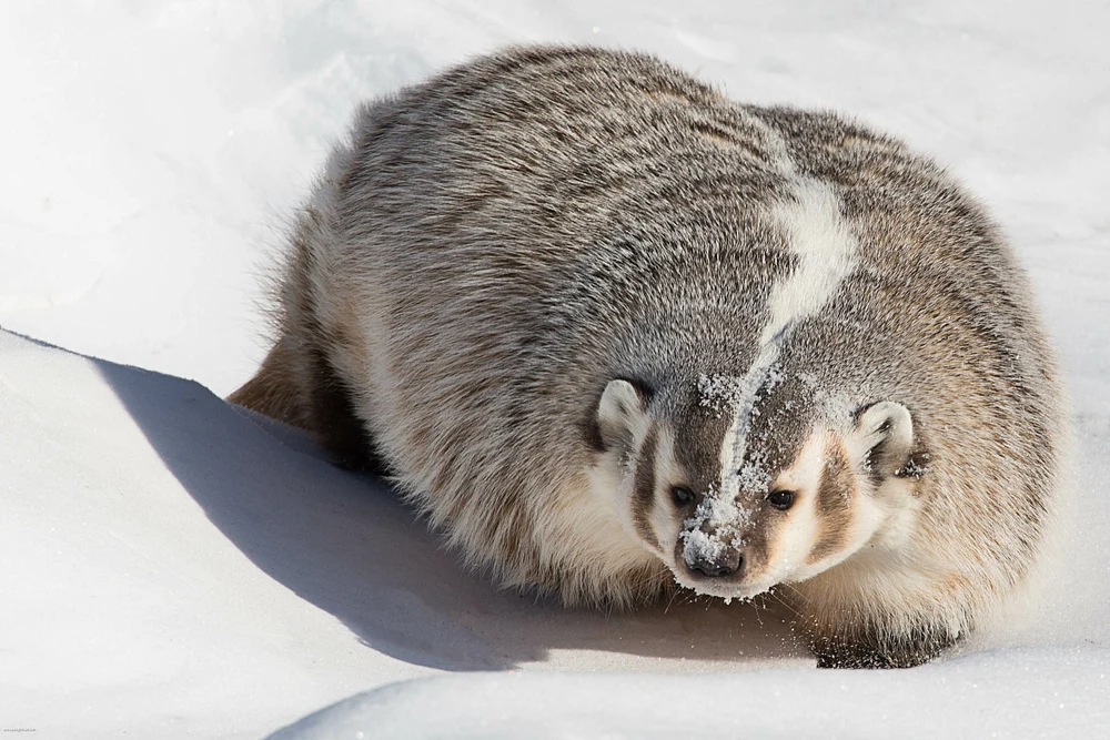 Badger in Winter