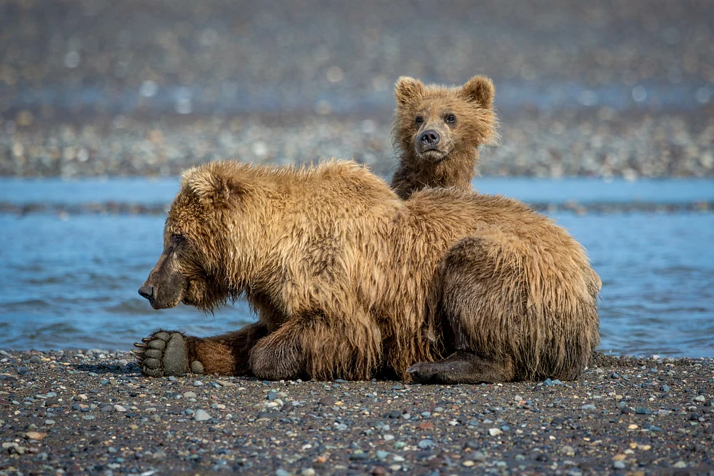 Brown Bears by the River