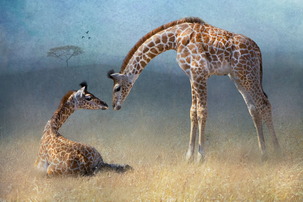 Young Giraffes