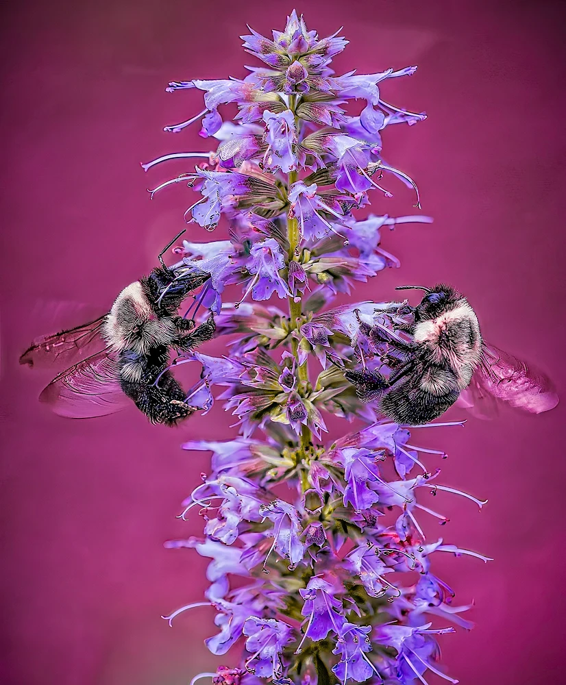 "Symphony of Pollinators"  Bees in perfect harmony, beauty blooms when we work together.