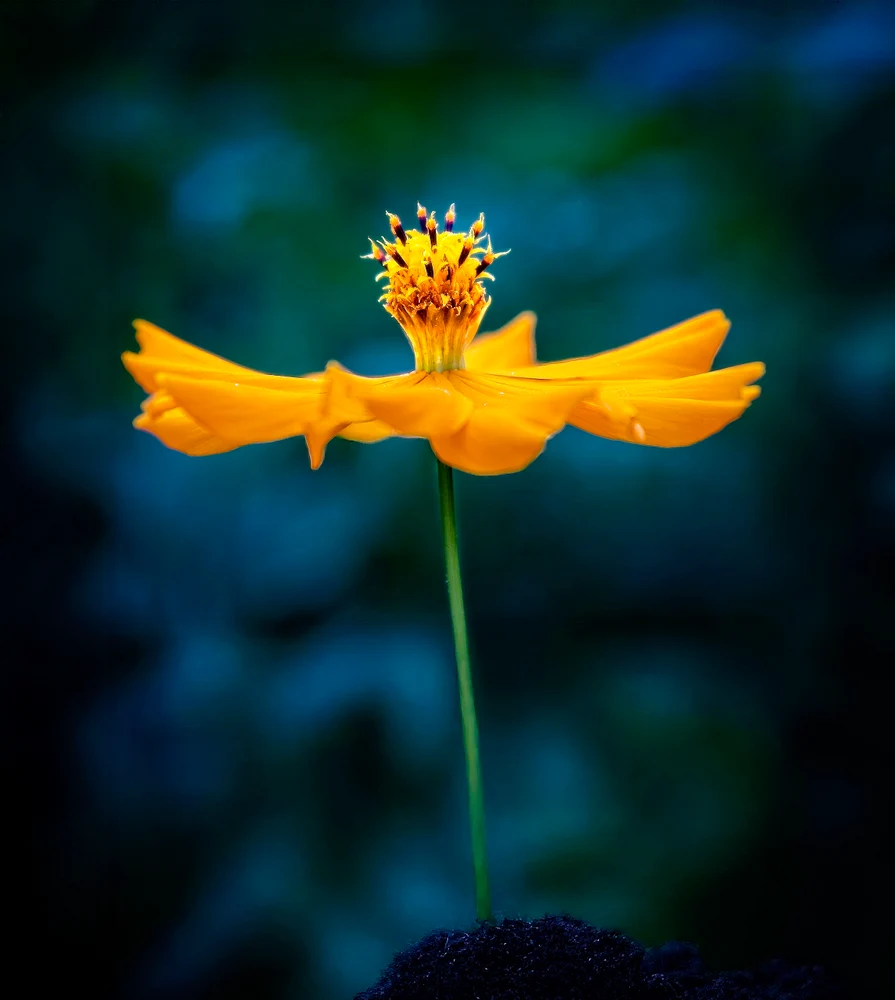 "Tiny Ballerina"