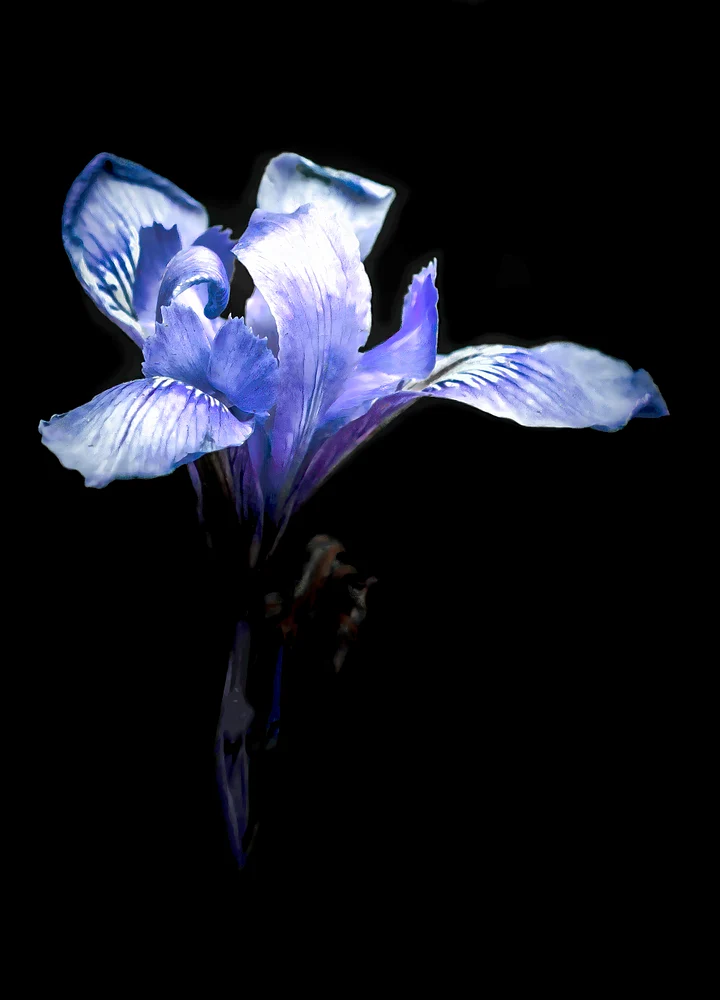"Waving Iris" Bending gracefully and bowing to the wind's embrace