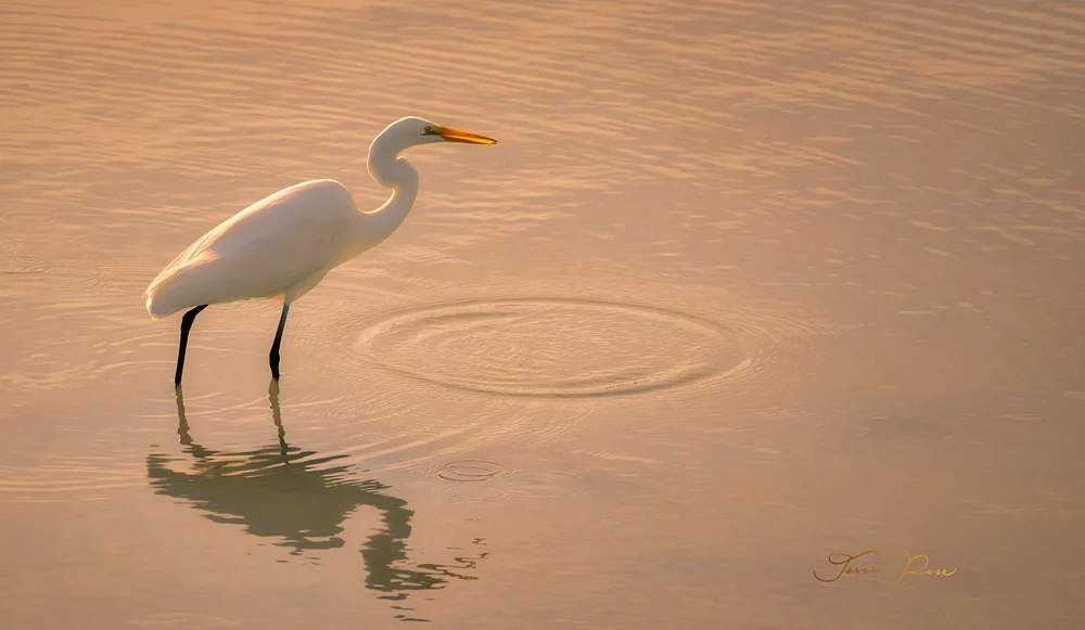 Stillness in Richardson Bay (Great Egret)