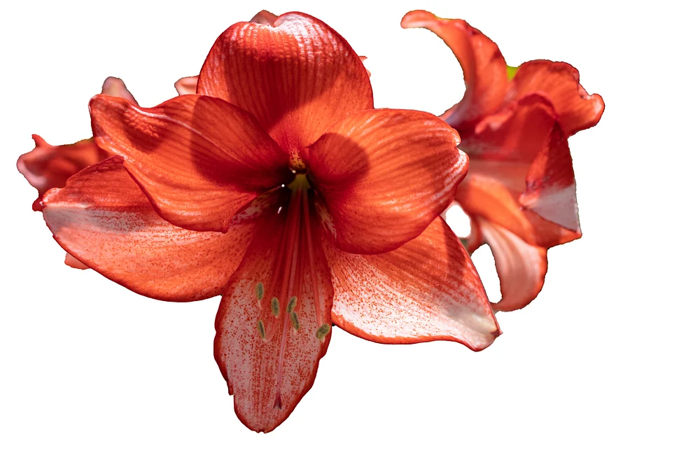 Amaryllis_20200508_RJO 4615_E