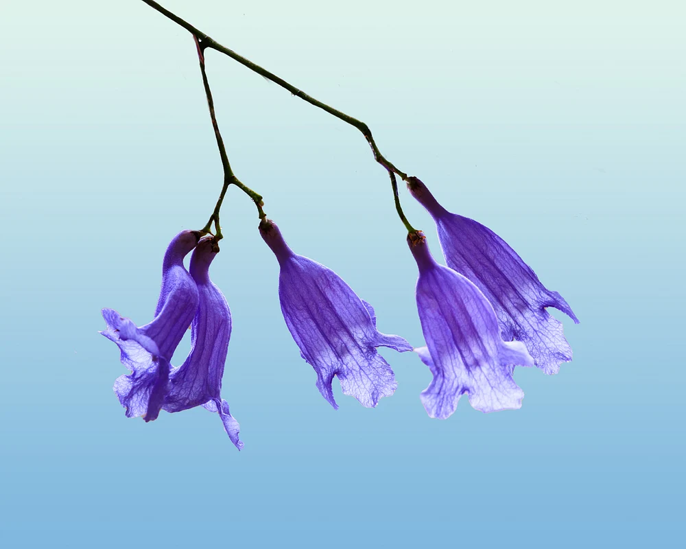 Jacaranda Blossoms with Blue Background_20230706