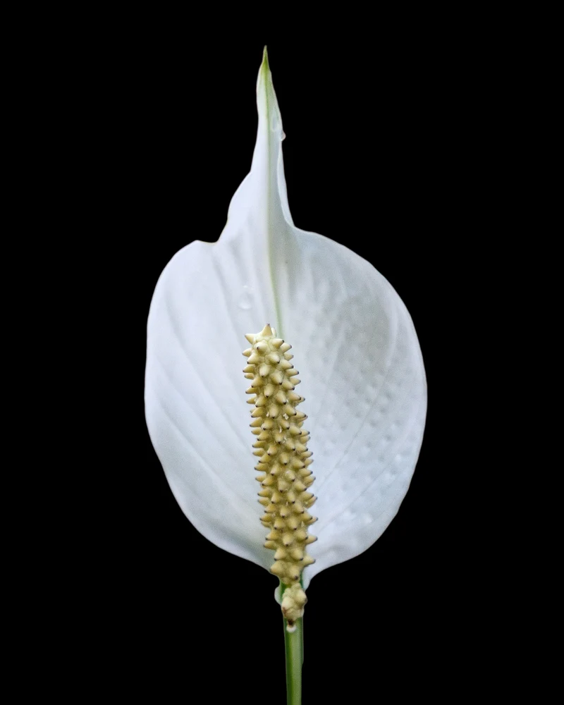SD Botanic Garden_20220812_IMG_1309-Edit
