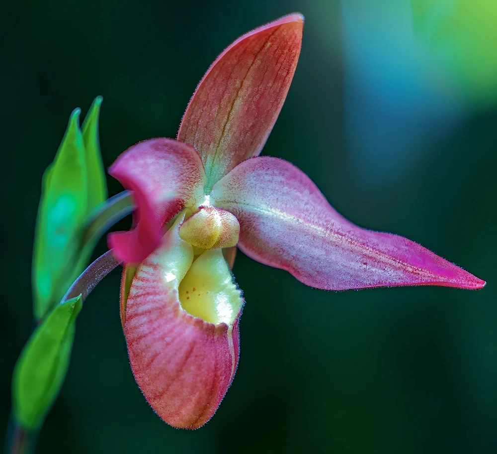 Pink Orchid