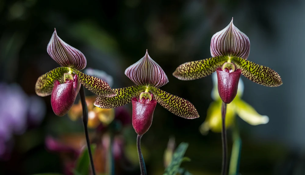 Orchid Trio