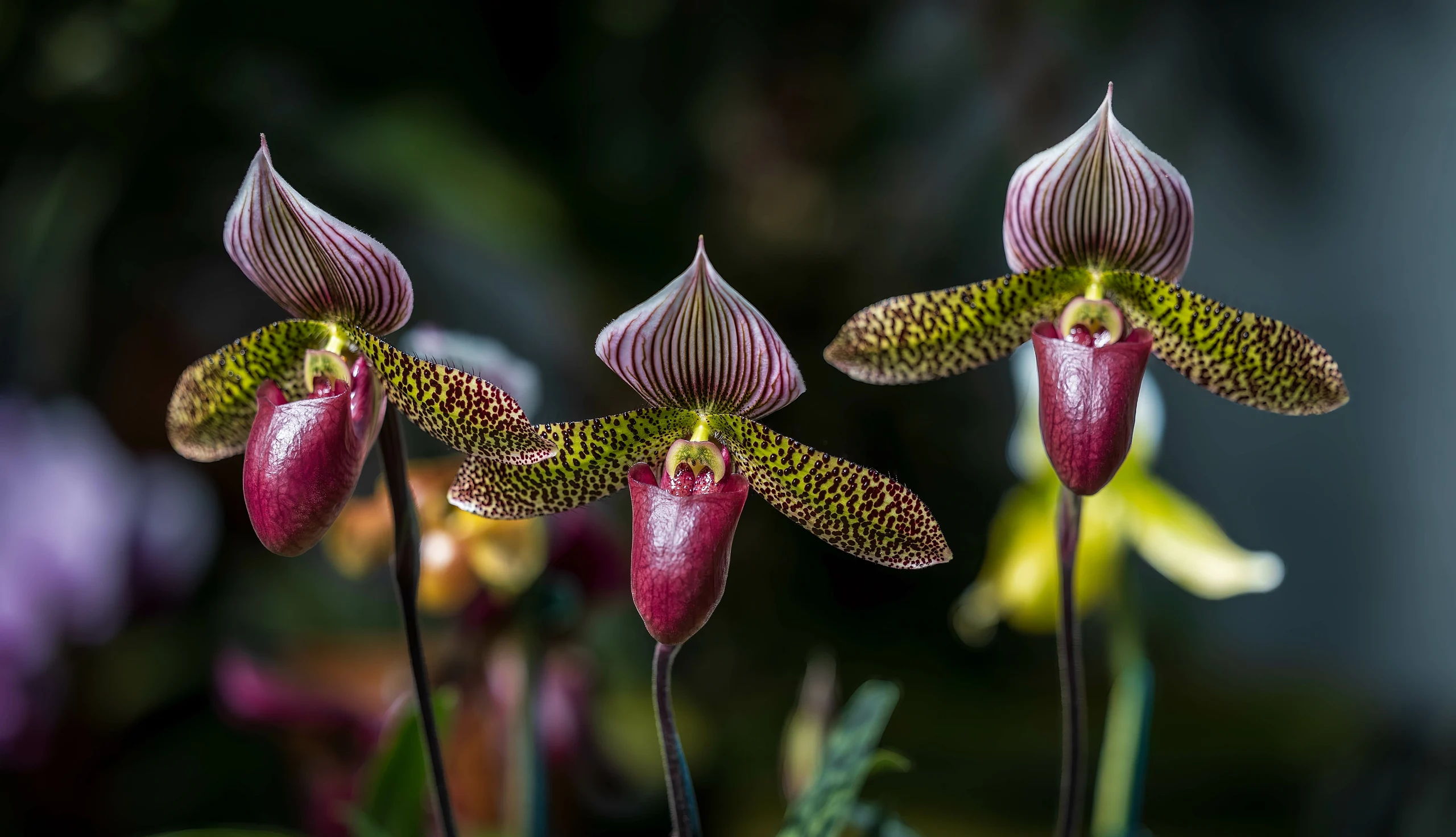 Orchid Trio