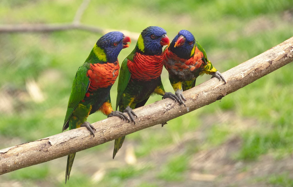 Resident Gossips
