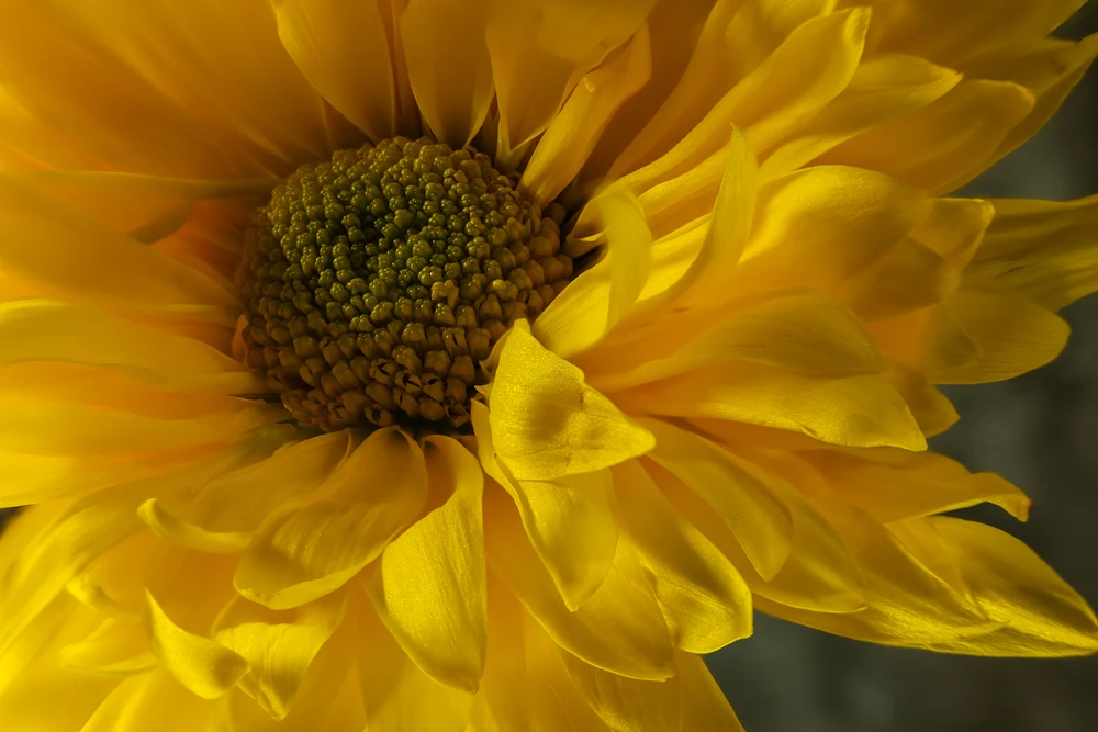 Yellow Splash