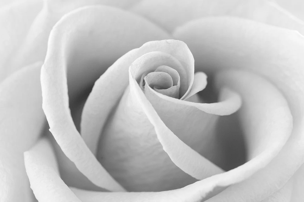 B&W Rose