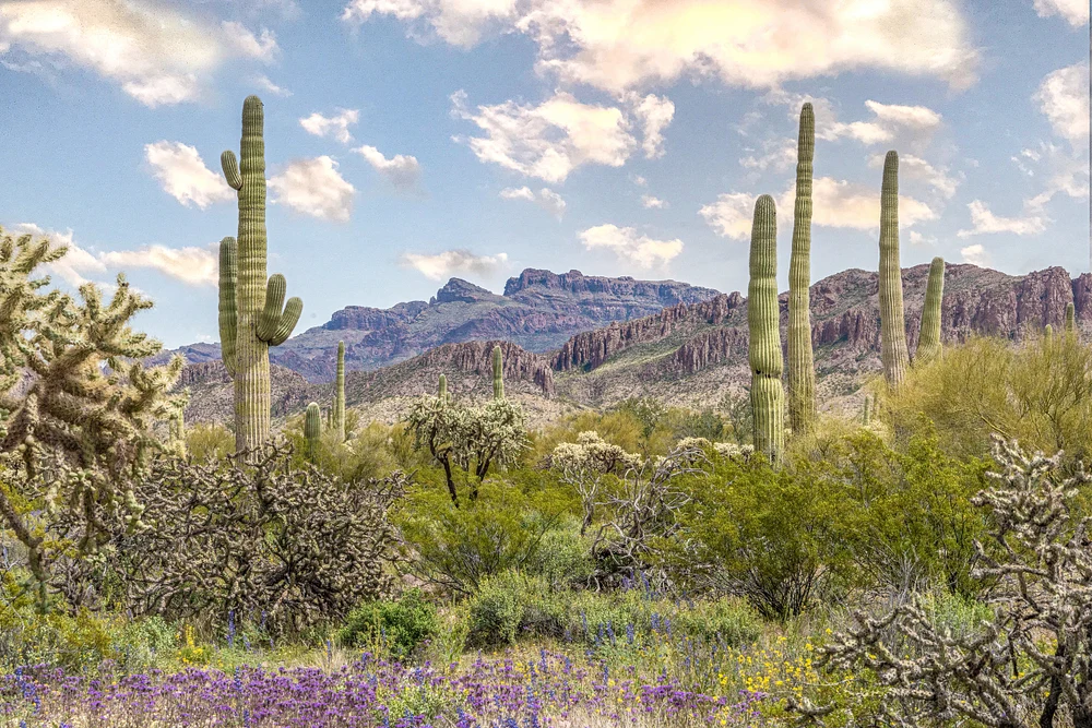 Desert Scene