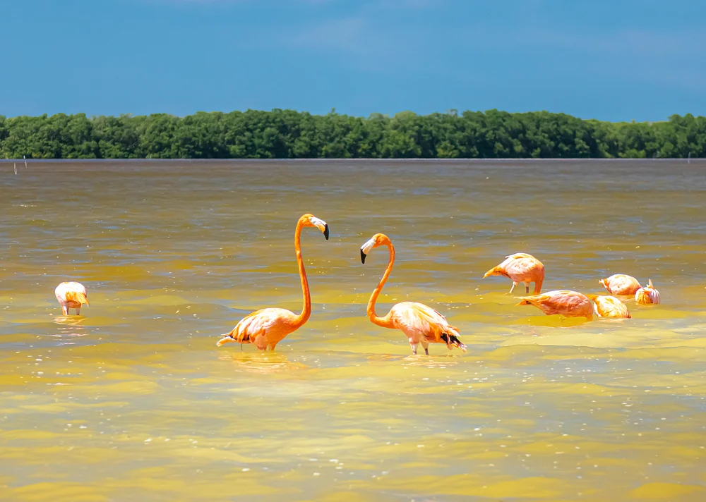 Flamingo couple