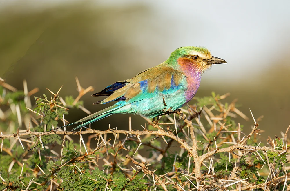 Lilac-crested Roller in a Fever Tree