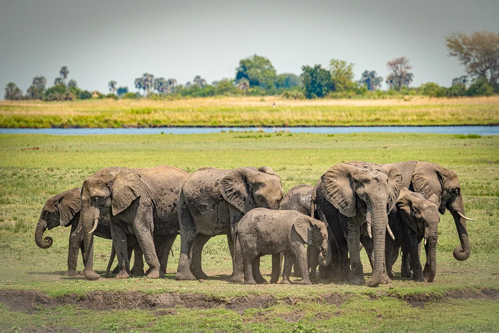 Herd of elephants