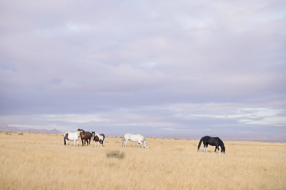 Wild Horses Utah